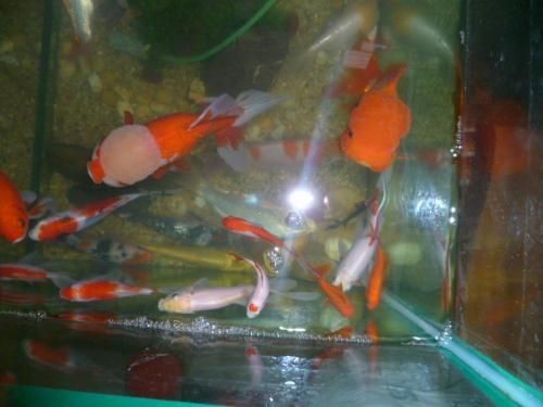 1米2寬40的魚缸養幾條錦鯉：1米2寬40的魚缸養幾條錦鯉，養多少條錦鯉