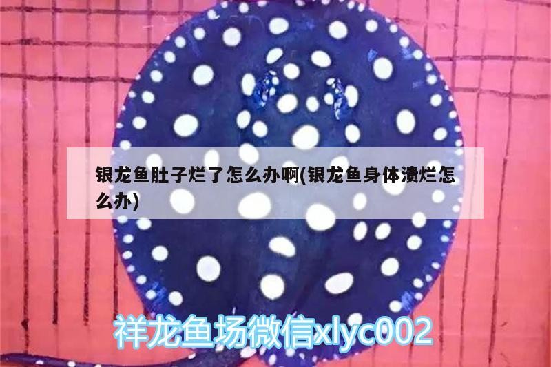 銀龍魚身上爛了怎么治療視頻(銀龍魚爛身病)