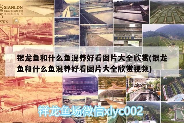 銀龍魚和什么魚混養(yǎng)好看圖片大全欣賞(銀龍魚和什么魚混養(yǎng)好看圖片大全欣賞視頻)