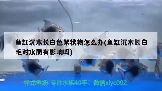 銀龍魚公母辨別圖解圖片(銀龍魚公母辨別圖解圖片欣賞) 銀龍魚公母辨別圖解圖片(銀龍魚公母辨別圖解圖片欣賞) 銀龍魚百科
