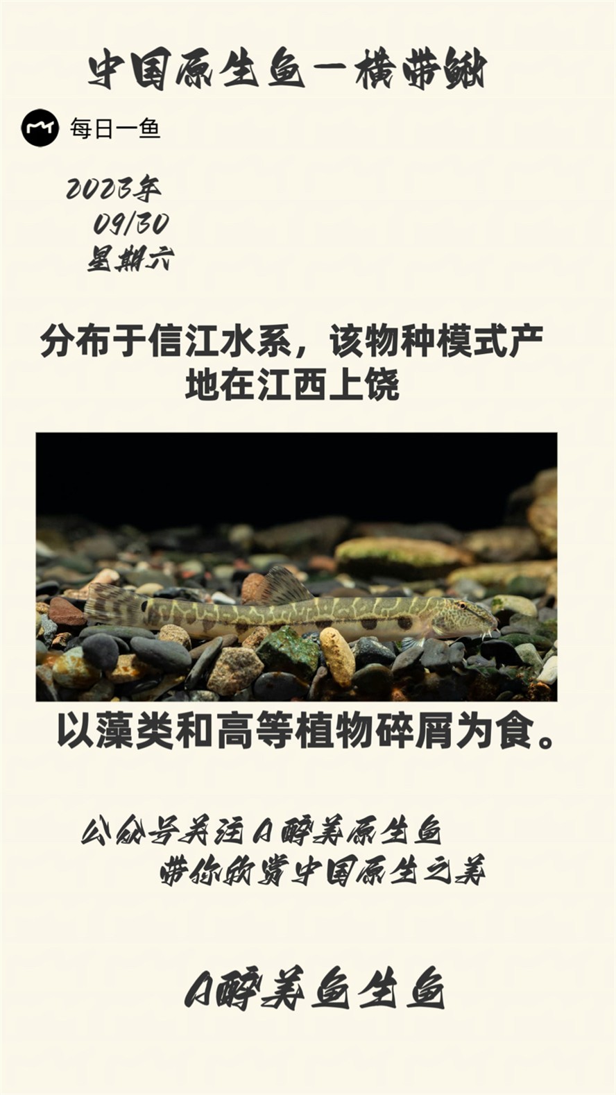給大魚缸換水的作文:體驗給大魚缸換水的樂趣:體驗給大魚缸換水:給大魚缸換水的作文 橫帶鰍 龍魚論壇 橫帶鰍 橫帶鰍 龍魚論壇