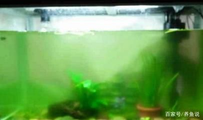 青龍魚苗價格和青龍魚苗的價格在300-400之間，青龍魚苗價格一般多少錢一條？