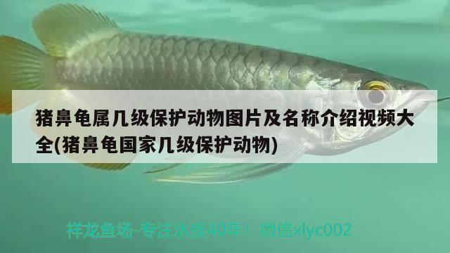 淅川縣城鎮(zhèn)一份幸福水族門(mén)市部（淅川幸福家園酒店）