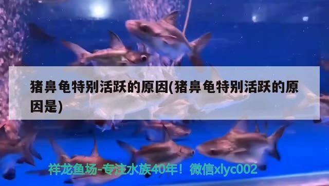 豬鼻龜特別活躍的原因(豬鼻龜特別活躍的原因是)