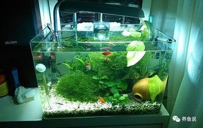 榆次鴻運水族館（榆次鴻運水族館電話）