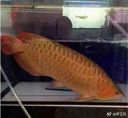 梅州紅龍魚價格2688貴嗎？