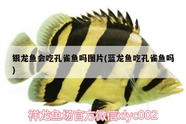 銀龍魚(yú)會(huì)吃孔雀魚(yú)嗎圖片(藍(lán)龍魚(yú)吃孔雀魚(yú)嗎) 銀龍魚(yú)會(huì)吃孔雀魚(yú)嗎圖片(藍(lán)龍魚(yú)吃孔雀魚(yú)嗎) 銀龍魚(yú)百科