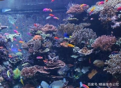 八爪魚(yú)能在魚(yú)缸里養(yǎng)嗎怎么養(yǎng)：八爪魚(yú)的飼養(yǎng)方法