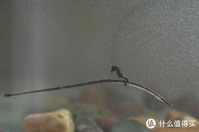 八爪魚(yú)能在魚(yú)缸里養(yǎng)嗎怎么養(yǎng)：八爪魚(yú)的飼養(yǎng)方法