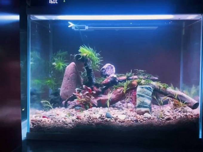 紅龍魚哪個品種比較好一點 紅龍魚哪個品種比較好一點 龍魚百科 第1張