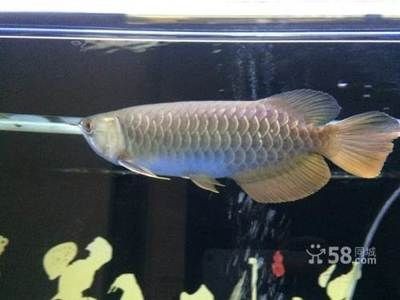 家里的龍魚不養(yǎng)了怎么處理呢