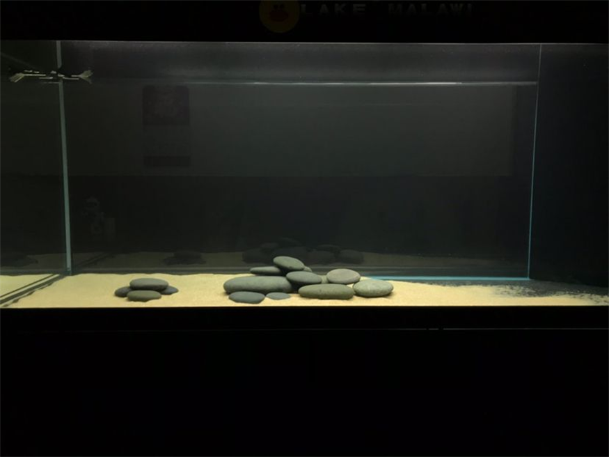 那種感覺 那種感覺 虎魚百科 第4張