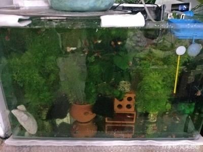 帶蓋的魚缸怎么拆開：帶蓋的魚缸如何拆卸