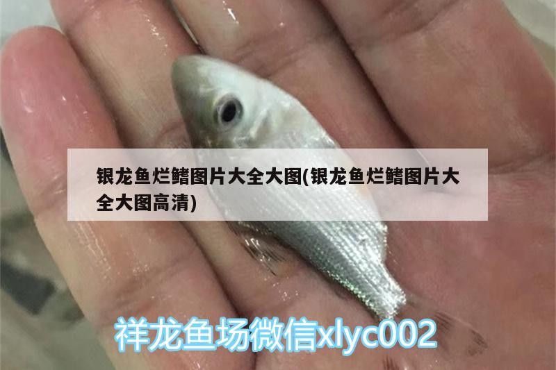魚缸 銀龍魚爛鰭圖片大全大圖(銀龍魚爛鰭圖片大全大圖高清) 銀龍魚百科 銀龍魚爛鰭圖片大全大圖(銀龍魚爛鰭圖片大全大圖高清) 銀龍魚爛鰭圖片大全大圖(銀龍魚爛鰭圖片大全大圖高清) 銀龍魚百科