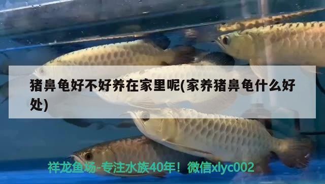 豬鼻龜好不好養在家里呢(家養豬鼻龜什么好處)