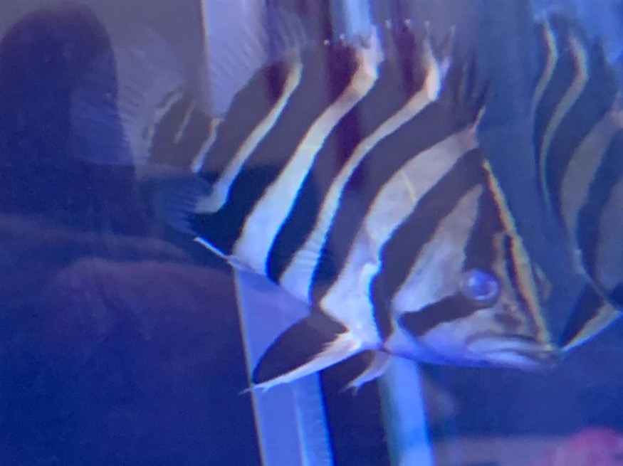 北海水族館各位大神幫小弟看看虎魚怎么了？