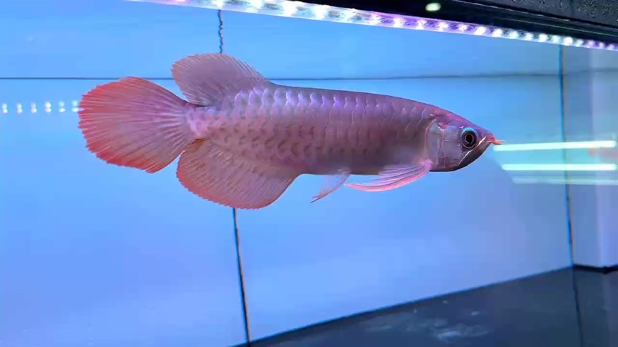 圣塔倫大湖魚  尺寸30/31
前鰭過腹自然下掛   微翹頭
鱗底有光澤  七鰭張力足