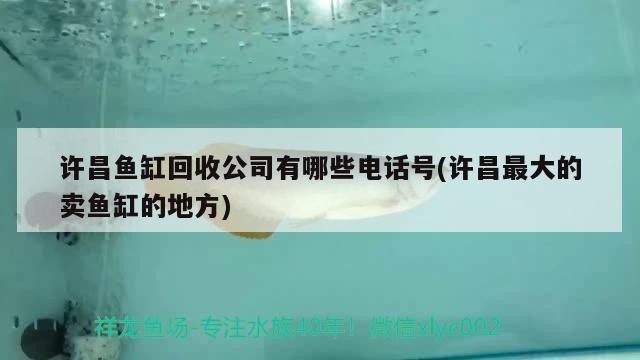 許昌魚缸回收公司有哪些電話號(許昌最大的賣魚缸的地方)