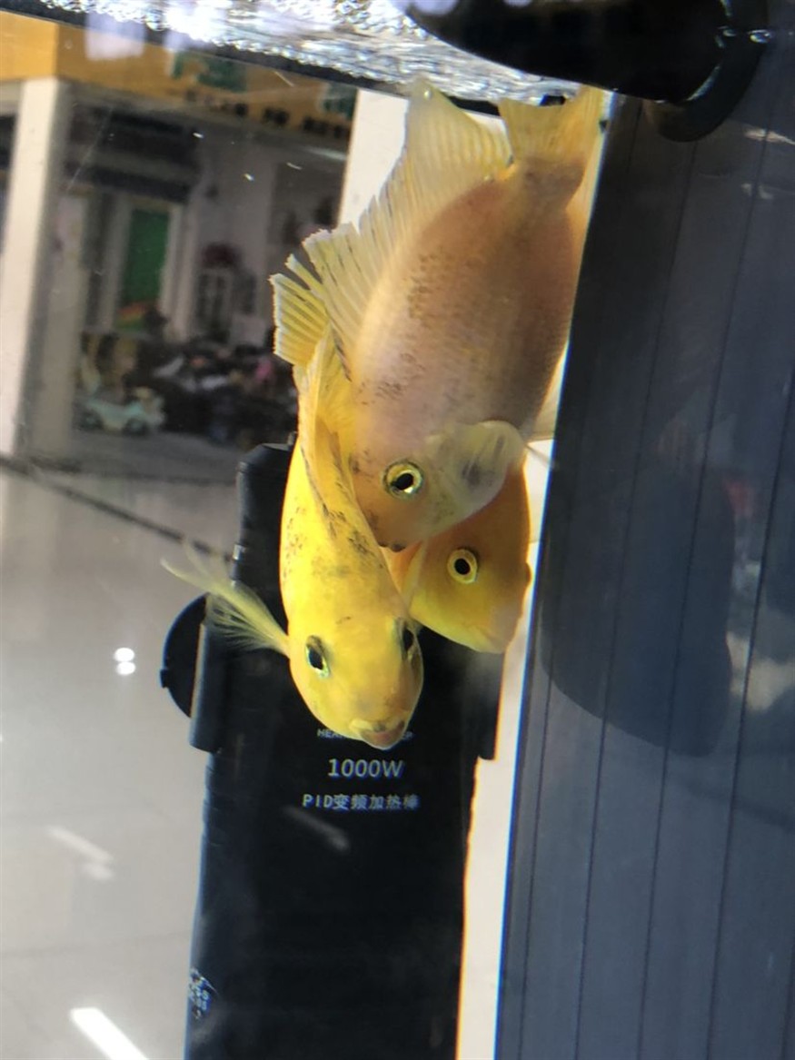 嘉峪關水族館身上黑黑的是臟嗎？