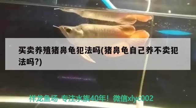買賣養殖豬鼻龜犯法嗎(豬鼻龜自己養不賣犯法嗎?)