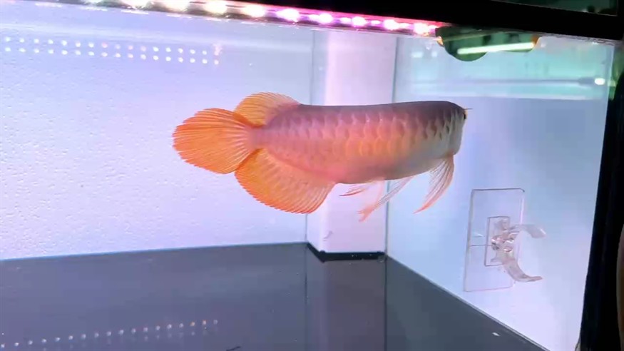 圣塔倫下掛胸鰭大湖魚
尺寸32/33  超大火焰尾
