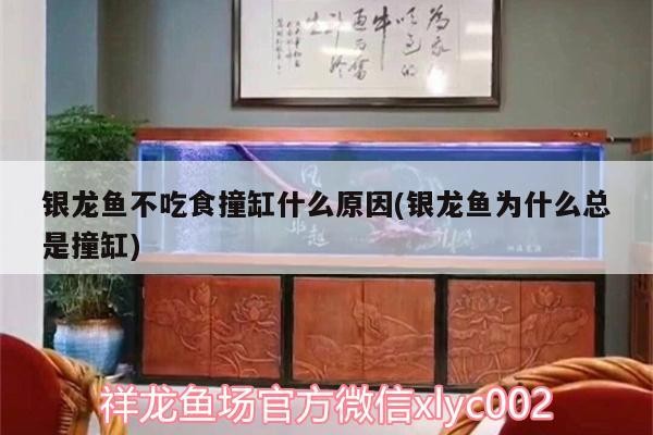 銀龍魚不吃食撞缸什么原因(銀龍魚為什么總是撞缸)