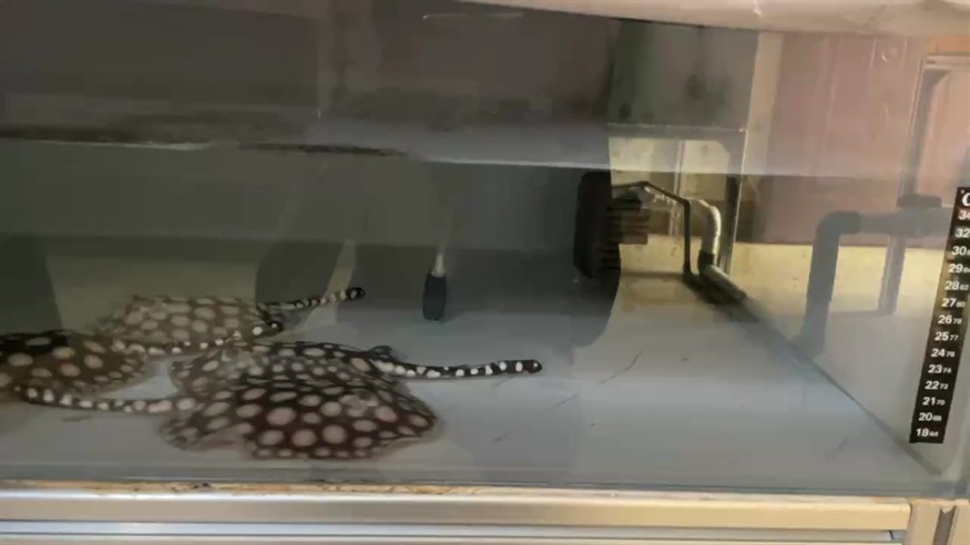 魚趣！