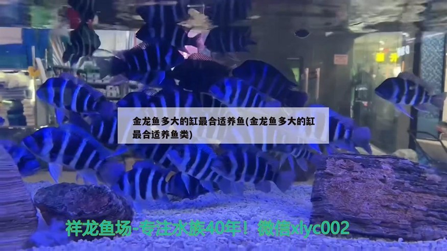 金龍魚多大的缸最合適養(yǎng)魚(金龍魚多大的缸最合適養(yǎng)魚類) 金龍魚多大的缸最合適養(yǎng)魚(金龍魚多大的缸最合適養(yǎng)魚類) 豬鼻龜百科