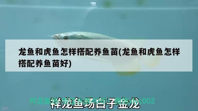龍魚和虎魚怎樣搭配養魚苗(龍魚和虎魚怎樣搭配養魚苗好)