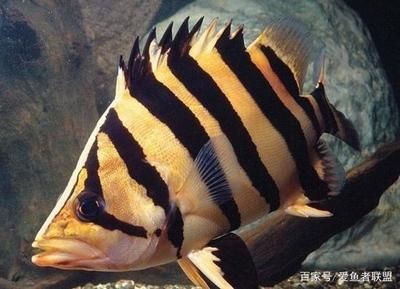 虎魚花紋會變嗎：虎魚的花紋會發生變化嗎，