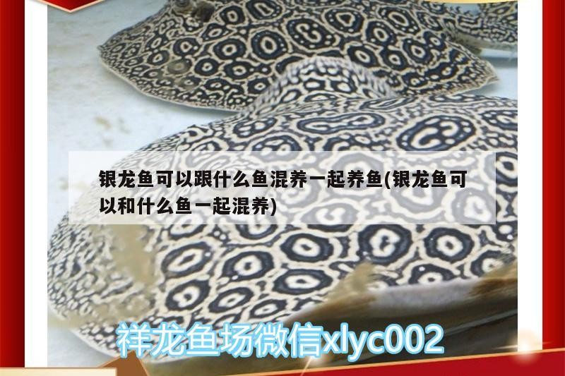 銀龍魚可以跟什么魚混養一起養魚(銀龍魚可以和什么魚一起混養)