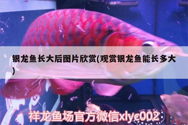 銀龍魚長大后圖片欣賞(觀賞銀龍魚能長多大)