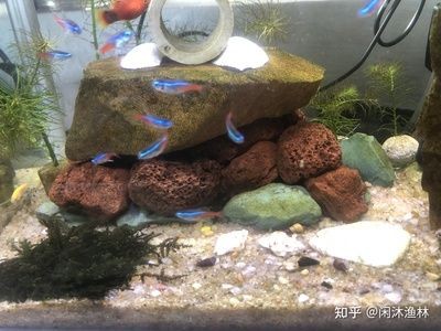 大型魚魚缸造景圖案：大型魚魚缸造景圖案的設計與施工魚缸造景的種類與選擇