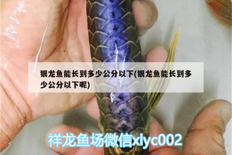 飼料 銀龍魚能長到多少公分以下(銀龍魚能長到多少公分以下呢) 銀龍魚百科 銀龍魚能長到多少公分以下(銀龍魚能長到多少公分以下呢) 銀龍魚能長到多少公分以下(銀龍魚能長到多少公分以下呢) 銀龍魚百科