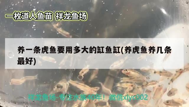 養一條虎魚要用多大的缸魚缸(養虎魚養幾條最好) 養一條虎魚要用多大的缸魚缸(養虎魚養幾條最好) 虎魚百科