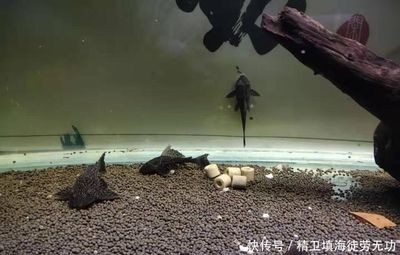 大型魚缸清理工具魚：如何選擇合適的魚缸清潔工具魚