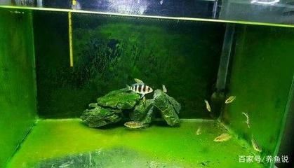 大型魚缸清理工具魚：如何選擇合適的魚缸清潔工具魚