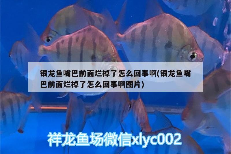 銀龍魚嘴巴前面爛掉了怎么回事啊(銀龍魚嘴巴前面爛掉了怎么回事啊圖片)