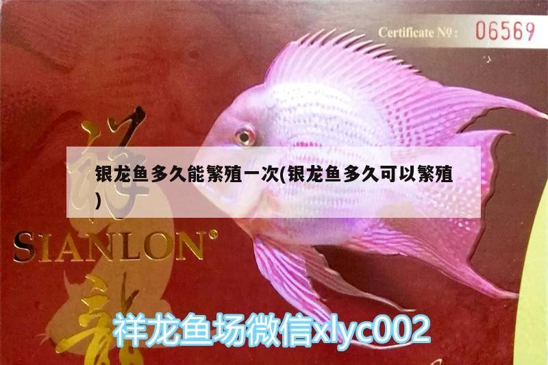 銀龍魚多久能繁殖一次(銀龍魚多久可以繁殖) 銀龍魚多久能繁殖一次(銀龍魚多久可以繁殖) 銀龍魚百科