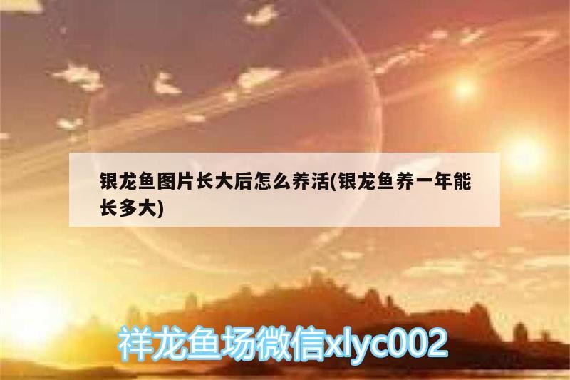 銀龍魚圖片長大后怎么養活(銀龍魚養一年能長多大)