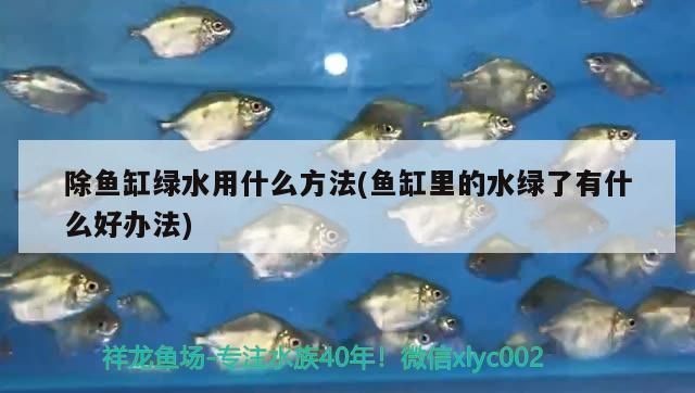 武吉美拉紅龍魚 怎樣:關于“武吉美拉紅龍魚”的具體詳情 紅龍魚百科 第5張 武吉美拉紅龍魚 怎樣:關于“武吉美拉紅龍魚”的具體詳情 武吉美拉紅龍魚 怎樣:關于“武吉美拉紅龍魚”的具體詳情 紅龍魚百科 第5張