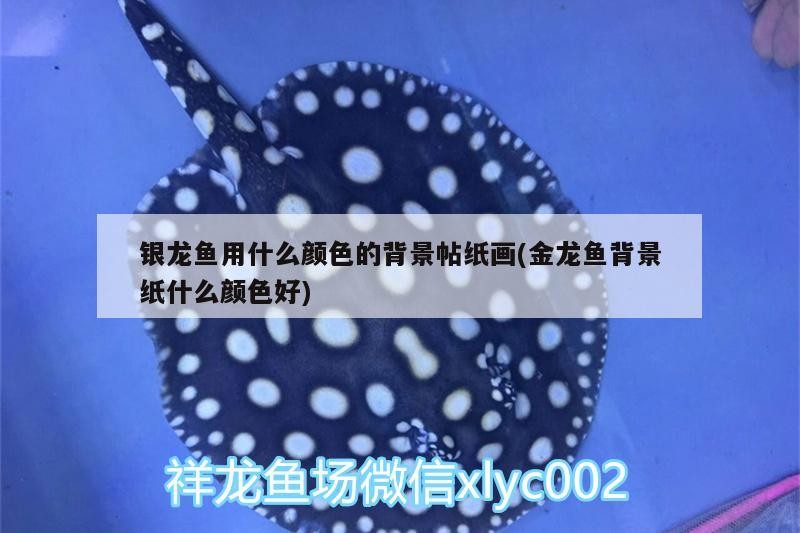 銀龍魚用什么顏色的背景帖紙畫(金龍魚背景紙什么顏色好) 銀龍魚用什么顏色的背景帖紙畫(金龍魚背景紙什么顏色好) 銀龍魚百科