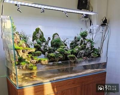 大型魚魚缸造景方法圖：大型魚缸造景的基本方法和步驟