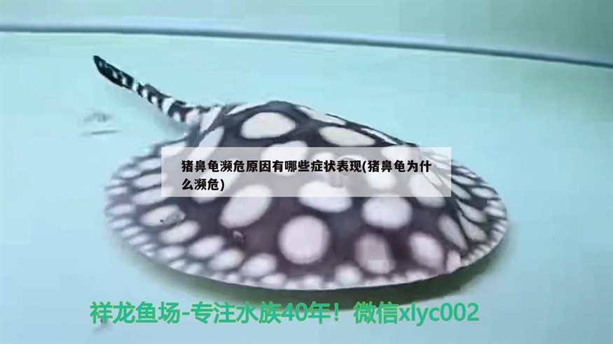 豬鼻龜瀕危原因有哪些癥狀表現(豬鼻龜為什么瀕危) 豬鼻龜瀕危原因有哪些癥狀表現(豬鼻龜為什么瀕危) 豬鼻龜百科