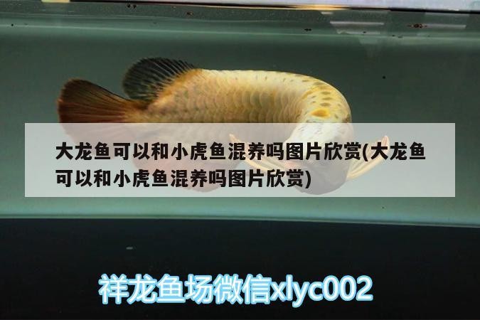 大龍魚可以和小虎魚混養嗎圖片欣賞(大龍魚可以和小虎魚混養嗎圖片欣賞)