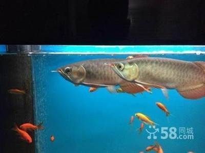 紅龍魚和什么魚混養好虎：紅龍魚與哪些魚類混養 紅龍魚和什么魚混養好虎：紅龍魚與哪些魚類混養 紅龍魚百科 第5張