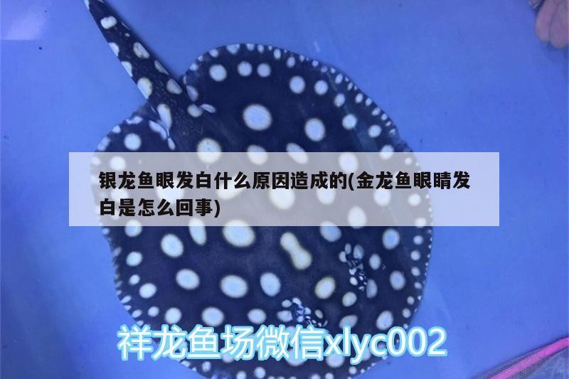 龍魚干蝦有營養嗎 銀龍魚眼發白什么原因造成的(金龍魚眼睛發白是怎么回事) 銀龍魚百科 銀龍魚眼發白什么原因造成的(金龍魚眼睛發白是怎么回事) 銀龍魚眼發白什么原因造成的(金龍魚眼睛發白是怎么回事) 銀龍魚百科