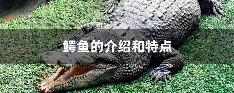 豬鼻龜禁止銷售之前買的東西嗎英語(豬鼻龜禁止銷售之前買的東西嗎英語) 豬鼻龜禁止銷售之前買的東西嗎英語(豬鼻龜禁止銷售之前買的東西嗎英語) 豬鼻龜百科 第1張