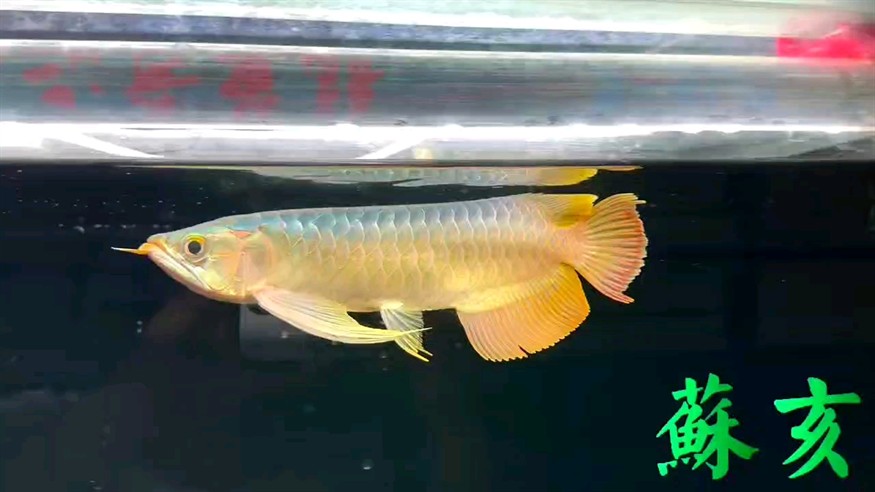 我的虎魚真菌感染了要怎么處理 十五的月亮 十六園 龍魚論壇 十五的月亮 十六園 十五的月亮 十六園 龍魚論壇