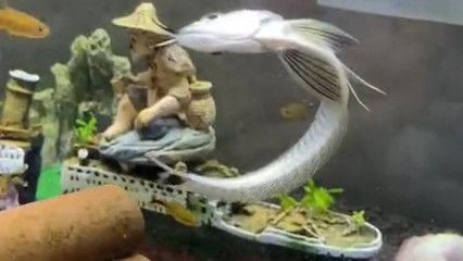 老孫養(yǎng)龍魚